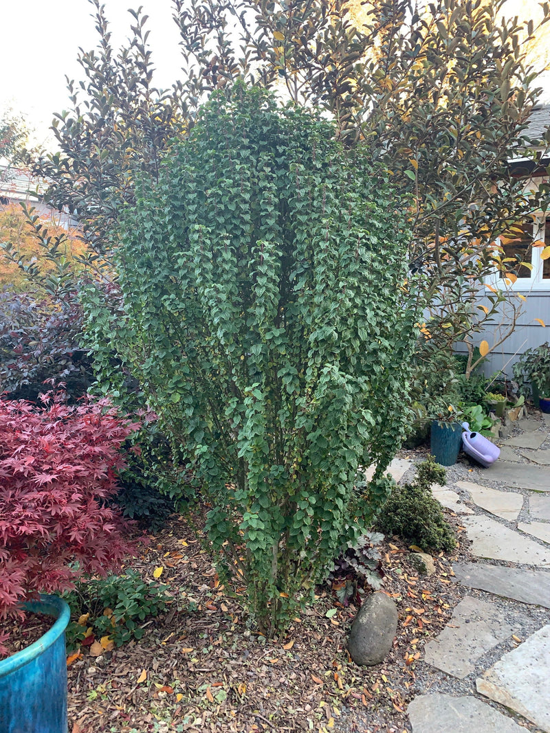 - Cornus sanguinea 'Compressa' Curly Leaf Dwarf Bloodtwig Dogwood - Mr Maple │ Buy Japanese Maple Trees