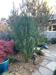 - Cornus sanguinea 'Compressa' Curly Leaf Dwarf Bloodtwig Dogwood - Mr Maple │ Buy Japanese Maple Trees