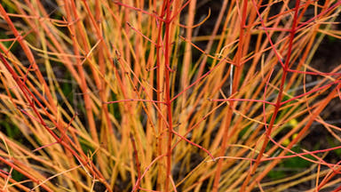 - Cornus sanguinea 'Midwinter Fire' Dwarf Bloodtwig Dogwood - Mr Maple │ Buy Japanese Maple Trees