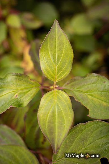 - Cornus sanguinea 'Midwinter Fire' Dwarf Bloodtwig Dogwood - Mr Maple │ Buy Japanese Maple Trees