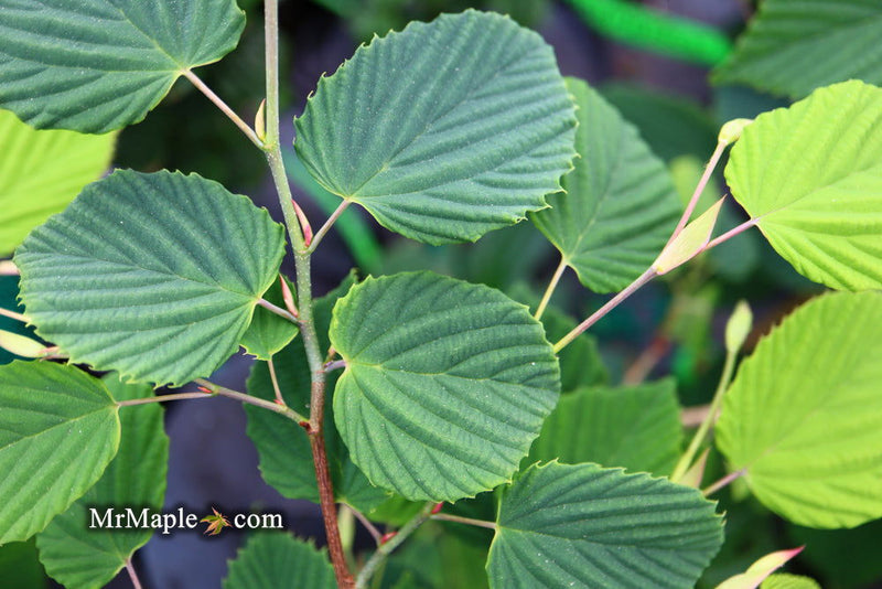 - Corylopsis glabrescens 'Longwood Chimes' Large Flowering Japanese Winter Hazel - Mr Maple │ Buy Japanese Maple Trees
