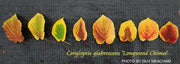 - Corylopsis glabrescens 'Longwood Chimes' Large Flowering Japanese Winter Hazel - Mr Maple │ Buy Japanese Maple Trees