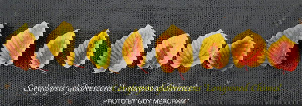 - Corylopsis glabrescens 'Longwood Chimes' Large Flowering Japanese Winter Hazel - Mr Maple │ Buy Japanese Maple Trees