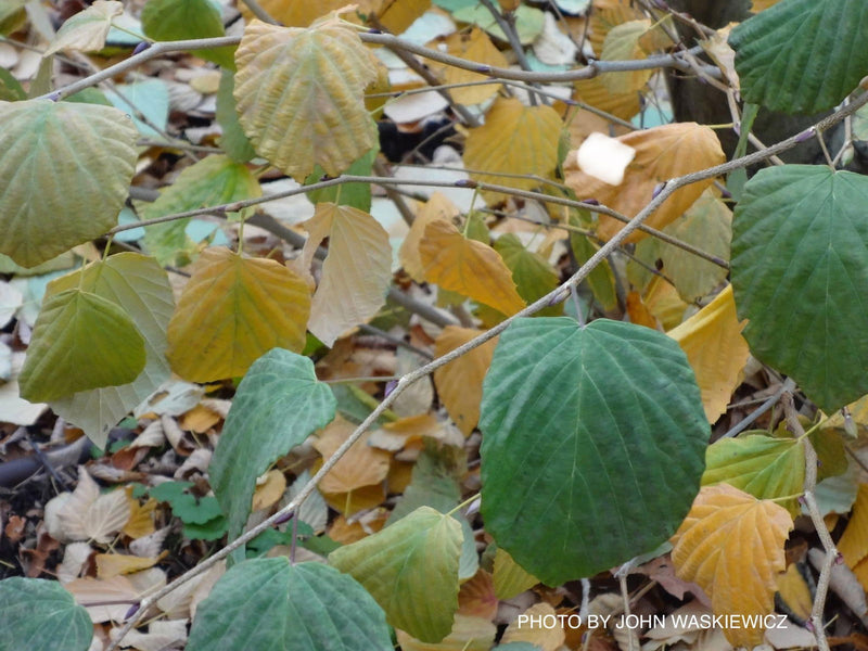 - Corylopsis glabrescens 'Longwood Chimes' Large Flowering Japanese Winter Hazel - Mr Maple │ Buy Japanese Maple Trees