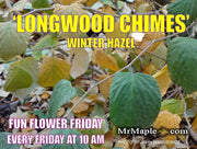 - Corylopsis glabrescens 'Longwood Chimes' Large Flowering Japanese Winter Hazel - Mr Maple │ Buy Japanese Maple Trees