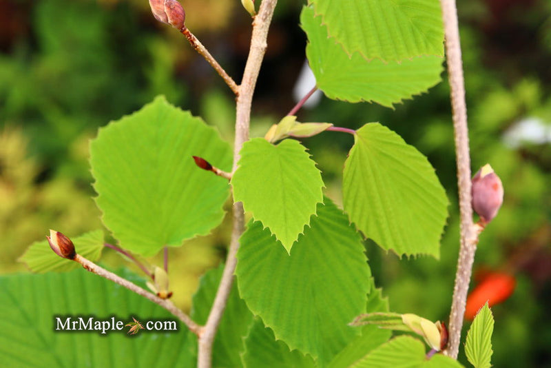 - Corylopsis glabrescens 'Longwood Chimes' Large Flowering Japanese Winter Hazel - Mr Maple │ Buy Japanese Maple Trees