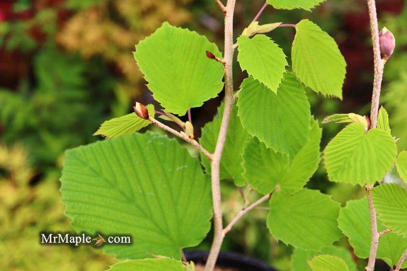 - Corylopsis glabrescens 'Longwood Chimes' Large Flowering Japanese Winter Hazel - Mr Maple │ Buy Japanese Maple Trees