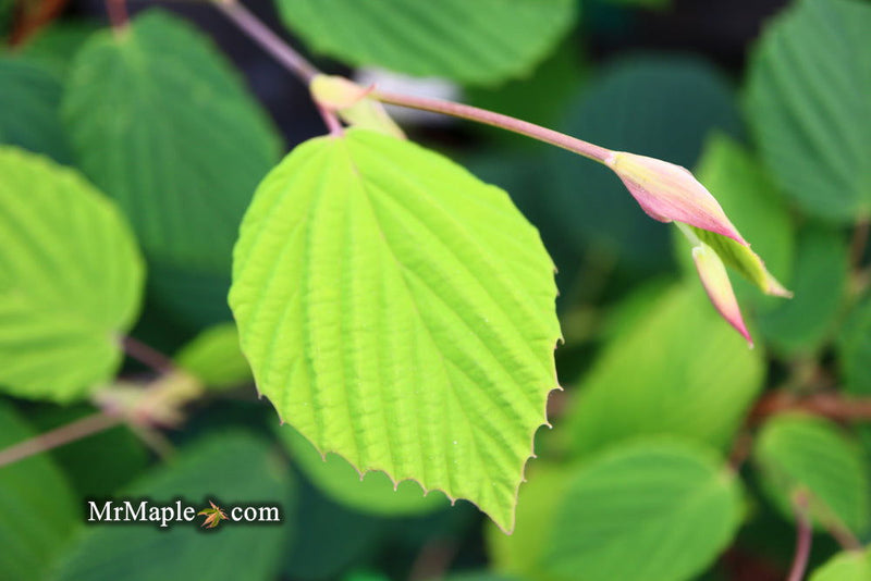 - Corylopsis glabrescens 'Longwood Chimes' Large Flowering Japanese Winter Hazel - Mr Maple │ Buy Japanese Maple Trees