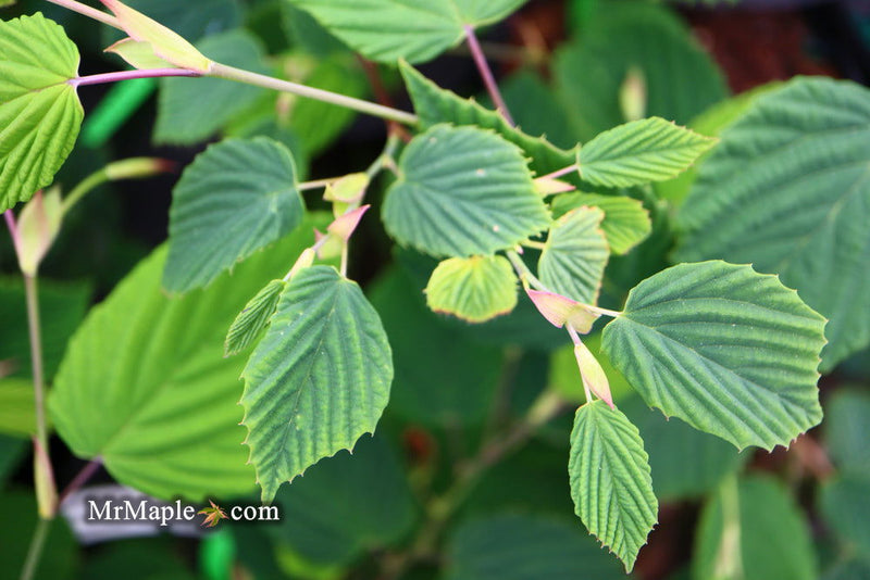- Corylopsis glabrescens 'Longwood Chimes' Large Flowering Japanese Winter Hazel - Mr Maple │ Buy Japanese Maple Trees
