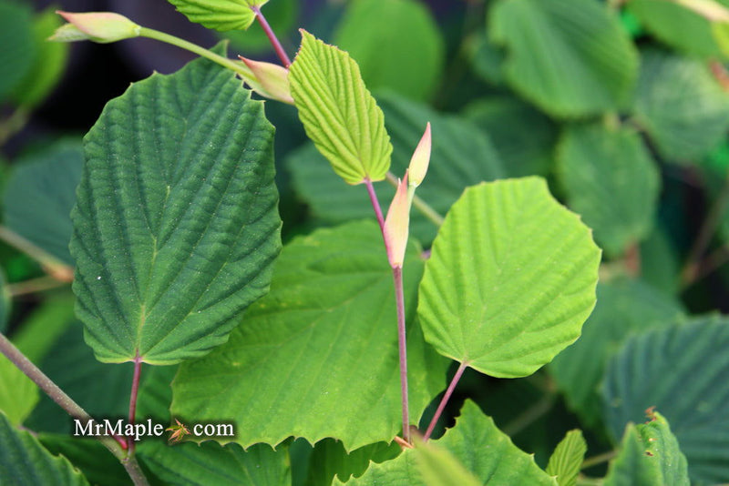 - Corylopsis glabrescens 'Longwood Chimes' Large Flowering Japanese Winter Hazel - Mr Maple │ Buy Japanese Maple Trees