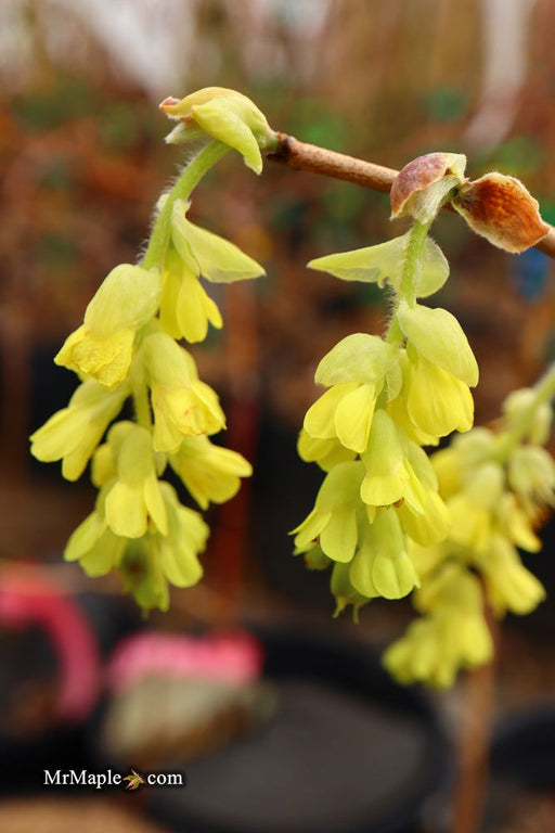 - Corylopsis gotoana Fragrant Winter Hazel - Mr Maple │ Buy Japanese Maple Trees