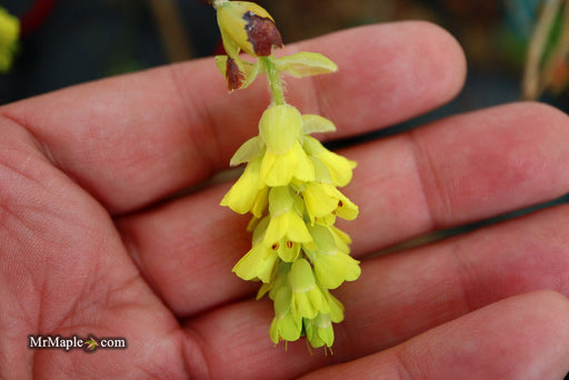 - Corylopsis gotoana Fragrant Winter Hazel - Mr Maple │ Buy Japanese Maple Trees