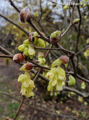 - Corylopsis gotoana Fragrant Winter Hazel - Mr Maple │ Buy Japanese Maple Trees