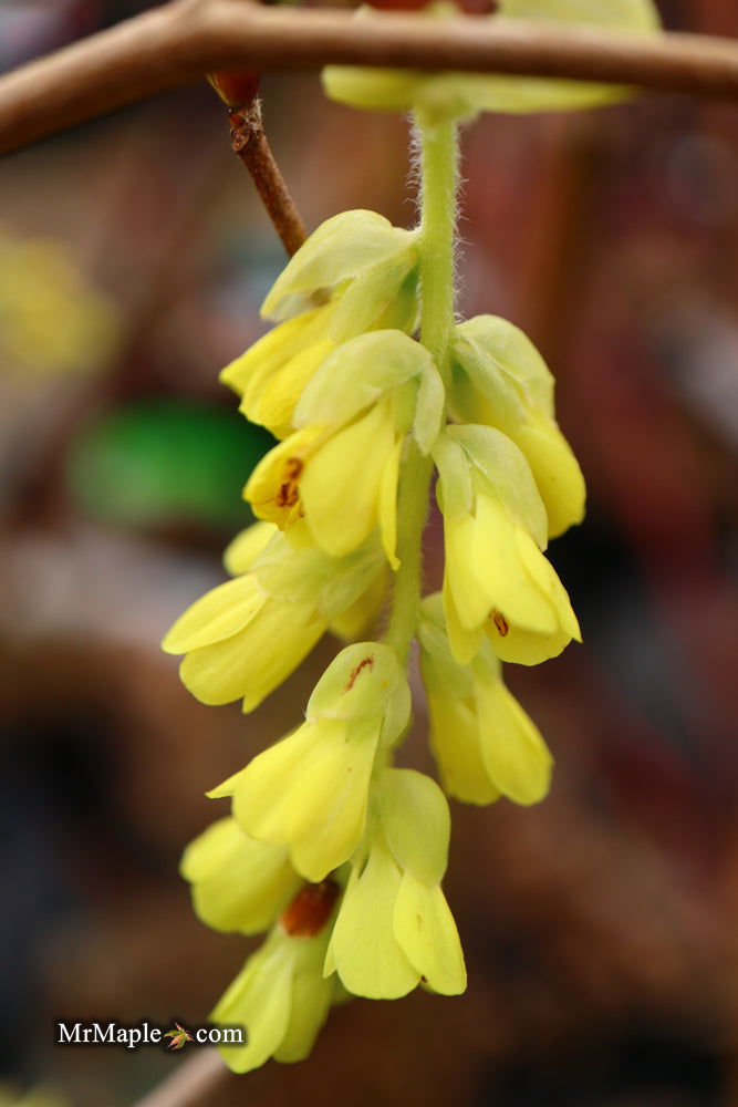 - Corylopsis gotoana Fragrant Winter Hazel - Mr Maple │ Buy Japanese Maple Trees
