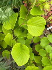 - Corylopsis gotoana Fragrant Winter Hazel - Mr Maple │ Buy Japanese Maple Trees