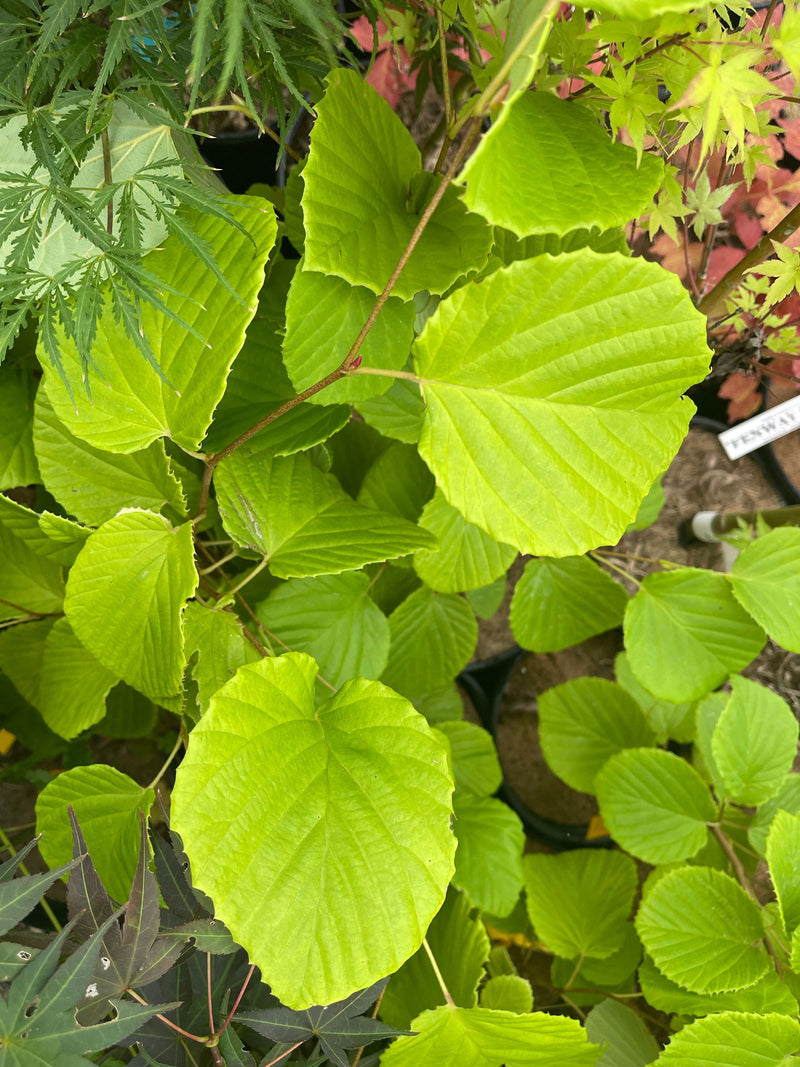 - Corylopsis gotoana Fragrant Winter Hazel - Mr Maple │ Buy Japanese Maple Trees