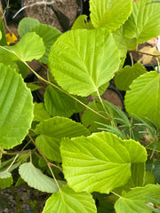 - Corylopsis gotoana Fragrant Winter Hazel - Mr Maple │ Buy Japanese Maple Trees