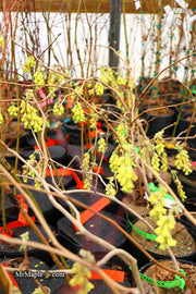 - Corylopsis gotoana Fragrant Winter Hazel - Mr Maple │ Buy Japanese Maple Trees