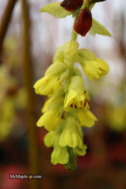 - Corylopsis gotoana Fragrant Winter Hazel - Mr Maple │ Buy Japanese Maple Trees