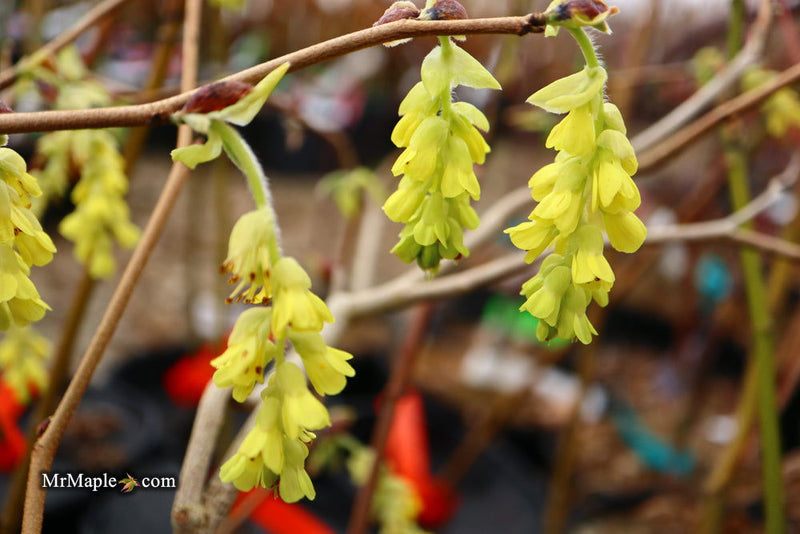 - Corylopsis gotoana Fragrant Winter Hazel - Mr Maple │ Buy Japanese Maple Trees