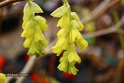 - Corylopsis gotoana Fragrant Winter Hazel - Mr Maple │ Buy Japanese Maple Trees