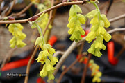 - Corylopsis gotoana Fragrant Winter Hazel - Mr Maple │ Buy Japanese Maple Trees