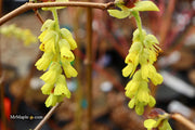 - Corylopsis gotoana Fragrant Winter Hazel - Mr Maple │ Buy Japanese Maple Trees
