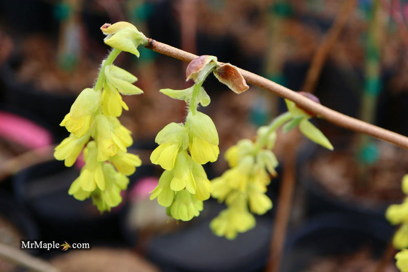 - Corylopsis gotoana Fragrant Winter Hazel - Mr Maple │ Buy Japanese Maple Trees