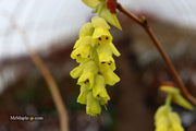 - Corylopsis gotoana Fragrant Winter Hazel - Mr Maple │ Buy Japanese Maple Trees
