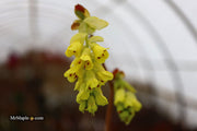 - Corylopsis gotoana Fragrant Winter Hazel - Mr Maple │ Buy Japanese Maple Trees
