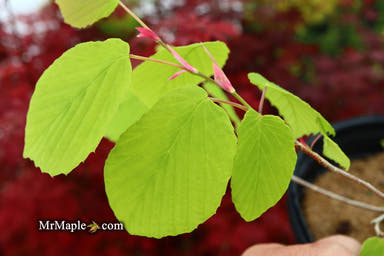 - Corylopsis gotoana ‘March Jewel’ Fragrant Winter Hazel - Mr Maple │ Buy Japanese Maple Trees