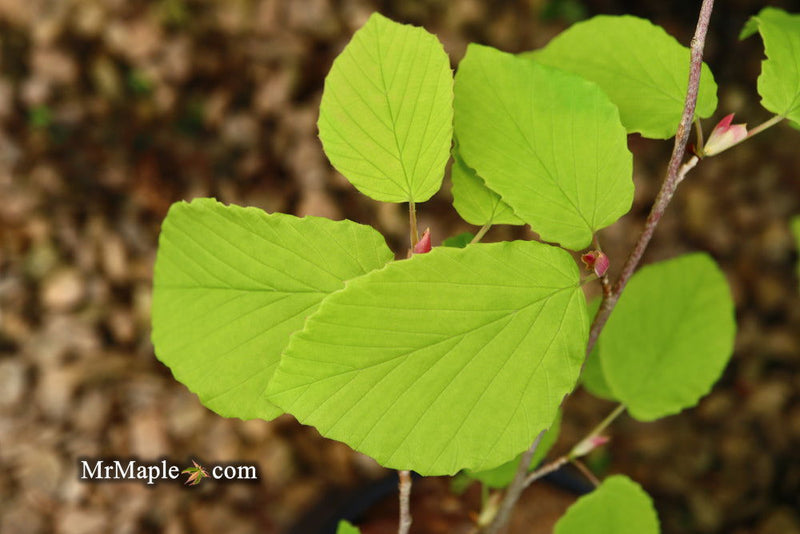 - Corylopsis gotoana ‘March Jewel’ Fragrant Winter Hazel - Mr Maple │ Buy Japanese Maple Trees
