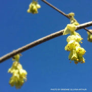 - Corylopsis gotoana ‘March Jewel’ Fragrant Winter Hazel - Mr Maple │ Buy Japanese Maple Trees