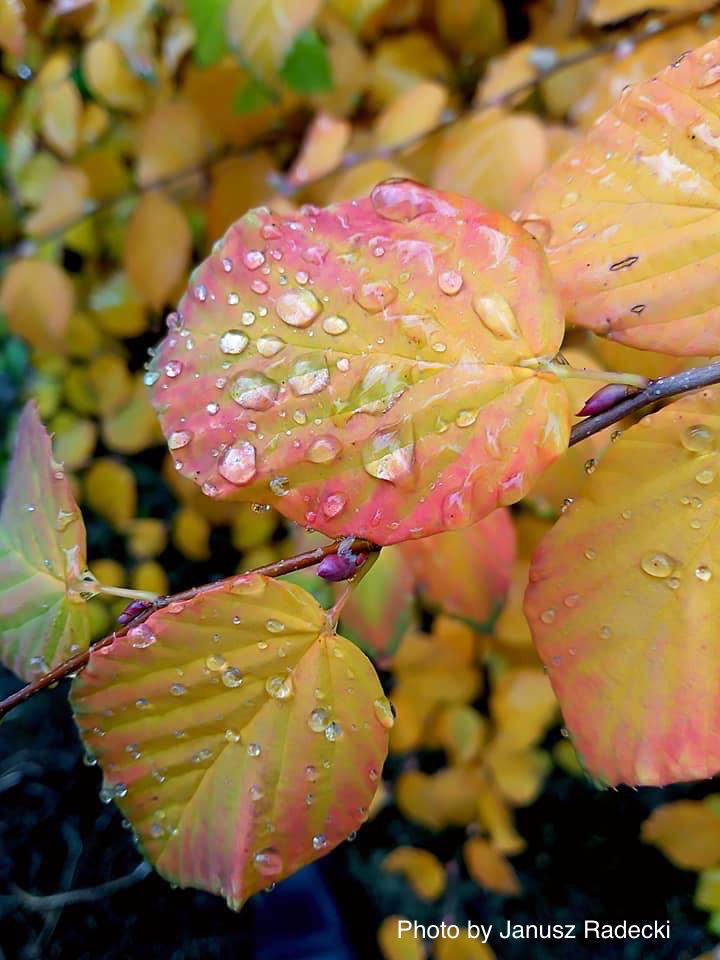 - Corylopsis pauciflora Buttercup Winter Hazel - Mr Maple │ Buy Japanese Maple Trees