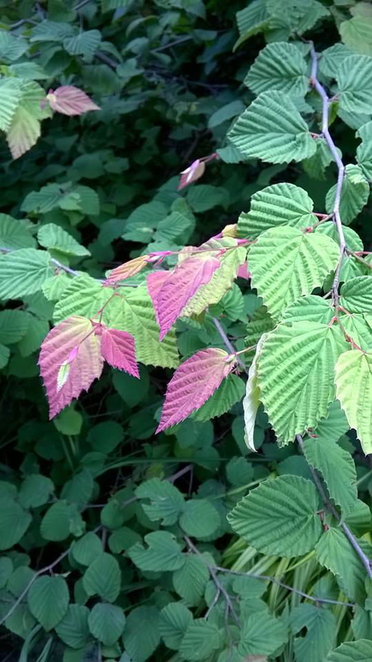 - Corylopsis pauciflora Buttercup Winter Hazel - Mr Maple │ Buy Japanese Maple Trees
