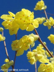 - Corylopsis pauciflora Buttercup Winter Hazel - Mr Maple │ Buy Japanese Maple Trees