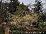 - Corylopsis pauciflora Buttercup Winter Hazel - Mr Maple │ Buy Japanese Maple Trees