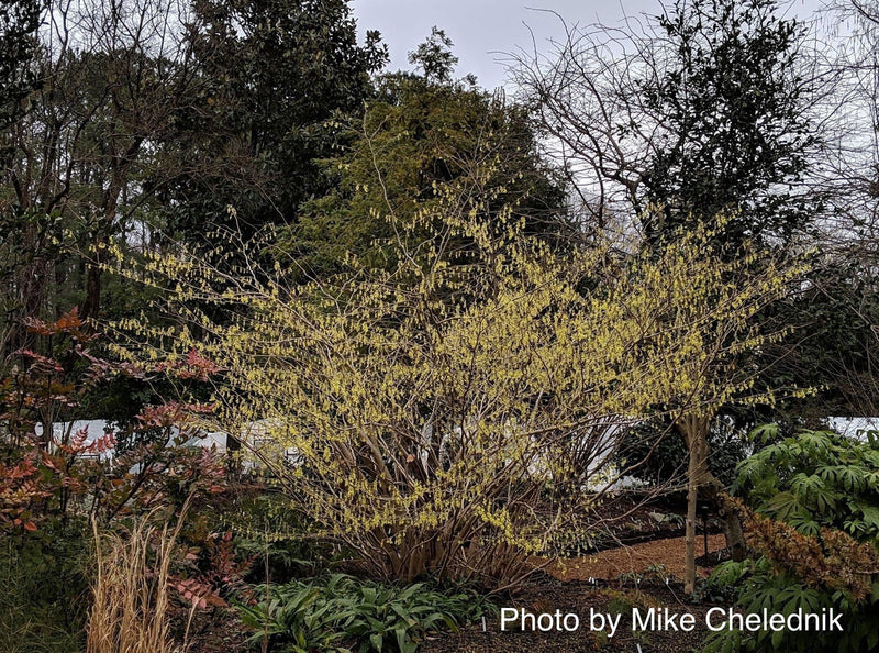 - Corylopsis pauciflora Buttercup Winter Hazel - Mr Maple │ Buy Japanese Maple Trees