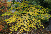 - Corylopsis pauciflora Buttercup Winter Hazel - Mr Maple │ Buy Japanese Maple Trees