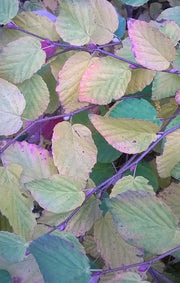 - Corylopsis pauciflora Buttercup Winter Hazel - Mr Maple │ Buy Japanese Maple Trees