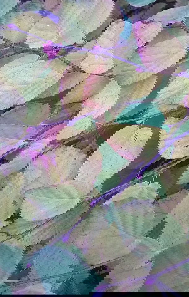 - Corylopsis pauciflora Buttercup Winter Hazel - Mr Maple │ Buy Japanese Maple Trees