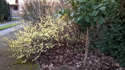 - Corylopsis pauciflora Buttercup Winter Hazel - Mr Maple │ Buy Japanese Maple Trees