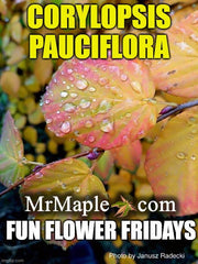 - Corylopsis pauciflora Buttercup Winter Hazel - Mr Maple │ Buy Japanese Maple Trees