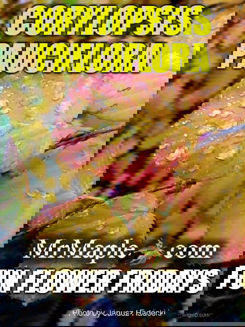 - Corylopsis pauciflora Buttercup Winter Hazel - Mr Maple │ Buy Japanese Maple Trees