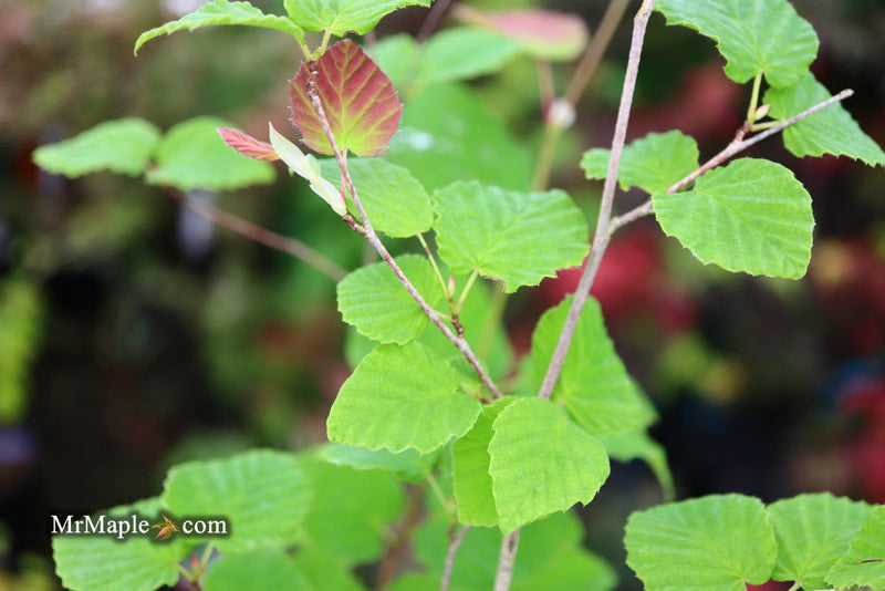 - Corylopsis pauciflora Buttercup Winter Hazel - Mr Maple │ Buy Japanese Maple Trees