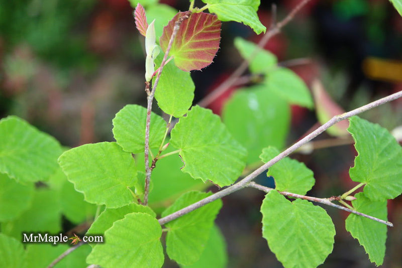 - Corylopsis pauciflora Buttercup Winter Hazel - Mr Maple │ Buy Japanese Maple Trees