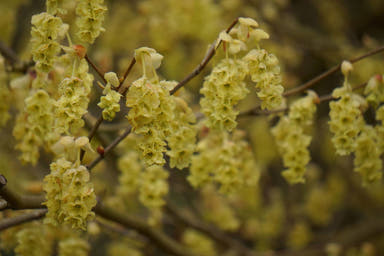 - Corylopsis platypetala Chinese Winter Hazel - Mr Maple │ Buy Japanese Maple Trees