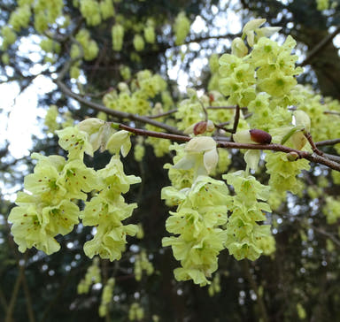 - Corylopsis platypetala Chinese Winter Hazel - Mr Maple │ Buy Japanese Maple Trees