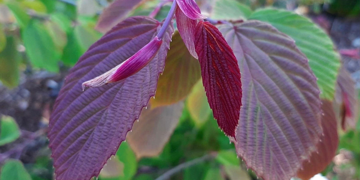 chinese lavender plant Buy Corylopsis sinensis 'Spring Purple' Lavender Chinese Winter Hazel — Mr Maple │ Buy Japanese Maple Trees