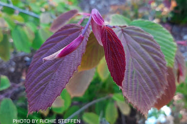 - Corylopsis sinensis 'Spring Purple' Lavender Chinese Winter Hazel - Mr Maple │ Buy Japanese Maple Trees